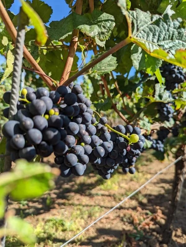 Illustration viticulteurs et vendanges